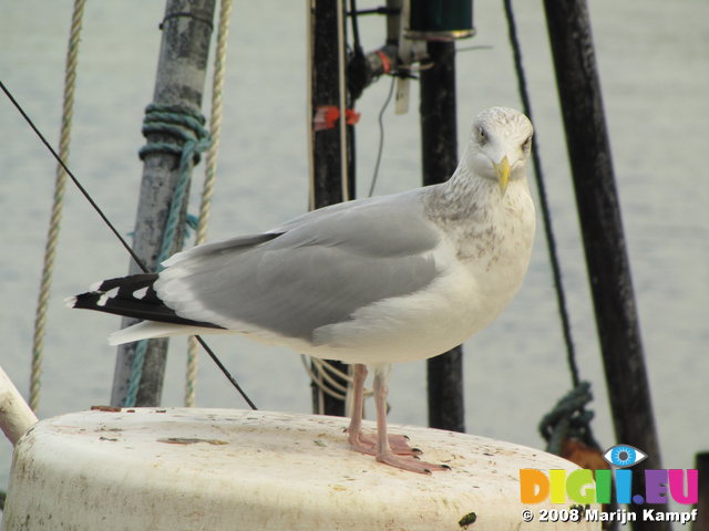 SX00453 Seagull looking inquisitively [Herring Gull - Larus Argentatus]